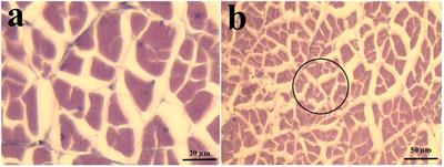 Squid industry by-product hydrolysate supplementation enhances growth performance of Penaeus monodon fed plant protein-based diets without fish meal